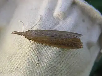 Schoenobius gigantella