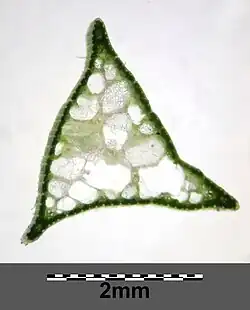 Dwarsdoorsnede stengel