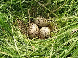 Nest van een scholekster