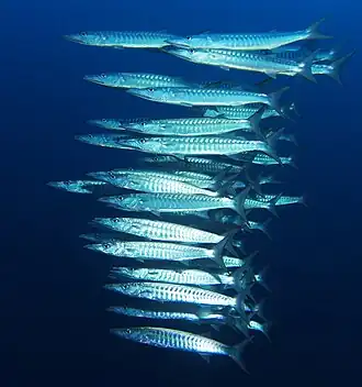 Donkervinbarracuda