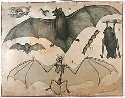 Nederlandse(?) schoolplaat van een vleermuis (ca. 1900?)