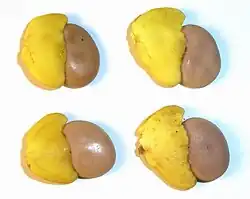 Zaadmantel van Schotia brachypetala