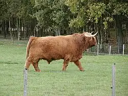 Schotse hooglander nabij Bakkeveen (Allardsoog)