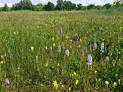Een vroeg zomeraspect van de associatie