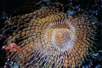 Sabella spallanzanii