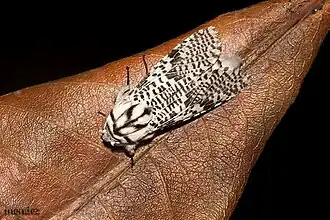 Schreiteriana pectinicornis