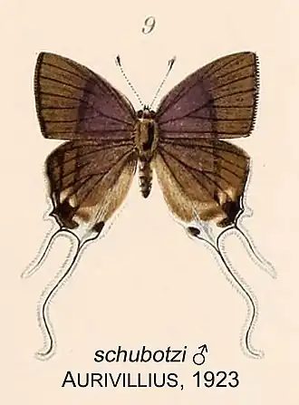 Hypolycaena schubotzi