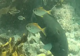 Schuettea scalaripinnis