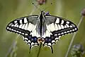 Papilio machaon Koninginnenpage