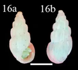 Schwartziella fischeri