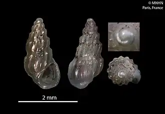 Schwartziella luisalvarezi