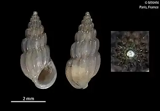 Schwartziella yoguii