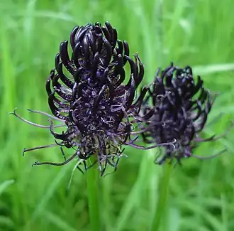 Zwartblauwe rapunzel