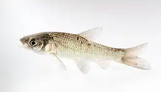 Mylopharyngodon piceus