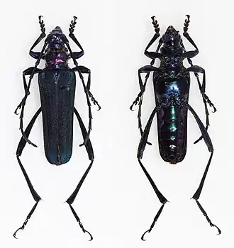 Schwarzerium semivelutinum