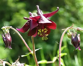 Donkere akelei (Aquilegia atrata)