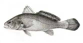 Argyrosomus amoyensis