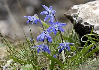 Scilla cilicica