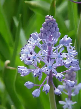 Scilla litardierei