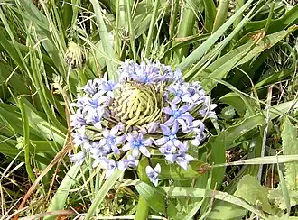 Scilla peruviana