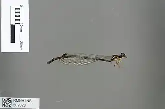 Sciotropis cyclanthorum