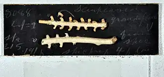 Ellisella grandiflora