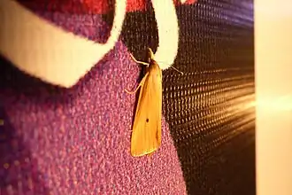 Scirpophaga incertulas