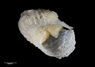 Scissurella bountyensis