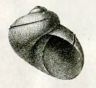 Scissurella jucunda