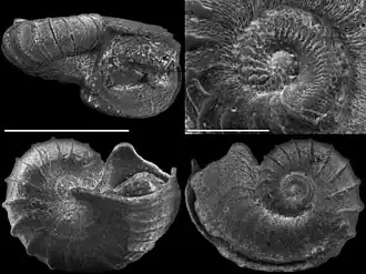 Scissurella maraisorum