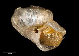 Scissurella prendrevillei