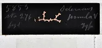 Scleracis guadalupensis