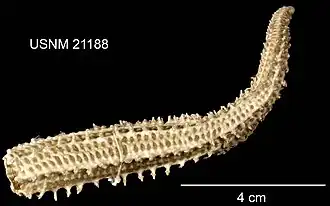 Sclerasterias euplecta