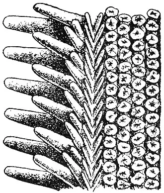 Sclerasterias eustyla