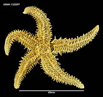 Sclerasterias mollis