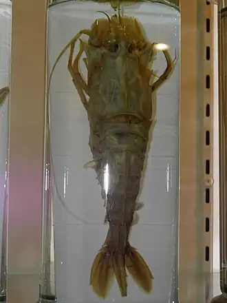 Sclerocrangon derjugini