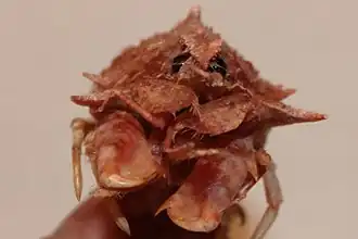 Sclerocrangon salebrosa