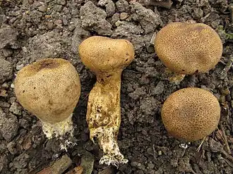 Wortelende aardappelbovist