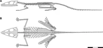 Scleromochlus