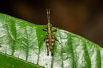 Sclerophilacris corticola