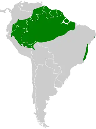 Zwartstaartbladkrabber