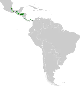 Bruinkeelbladkrabber