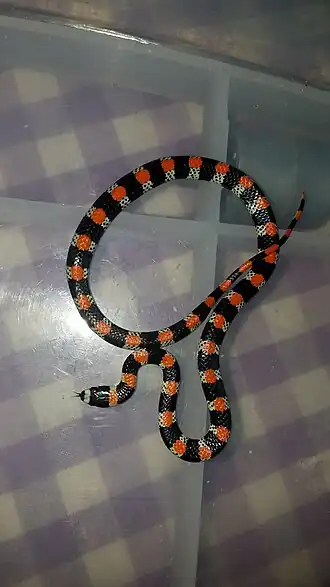 Scolecophis atrocinctus