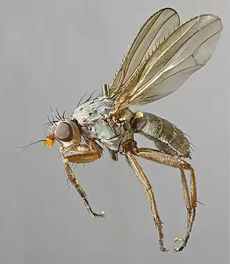 Gymnomus amplicornis