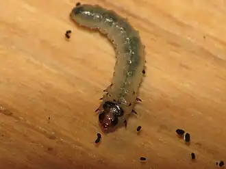 Scolioneura betuleti