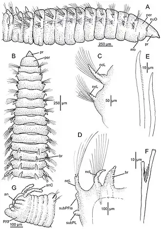 Scoloplos californiensis