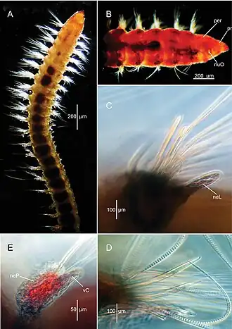 Scoloplos sparsaciculus