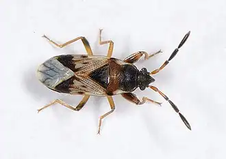 Scolopostethus thomsoni