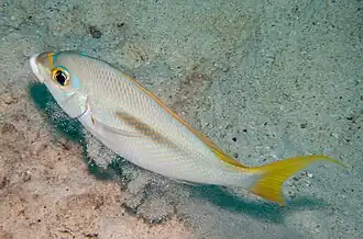 Scolopsis monogramma