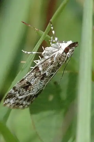 Scoparia basistrigalis